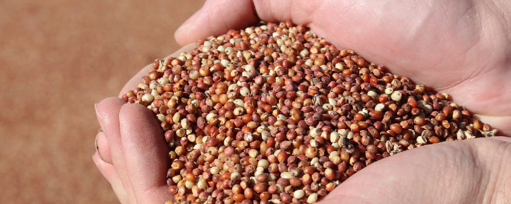 Sorghum